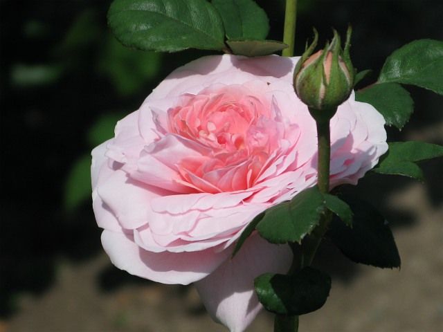  photo QueenofSwedenatfiloliIMG_0973_zps82aea49c.jpg